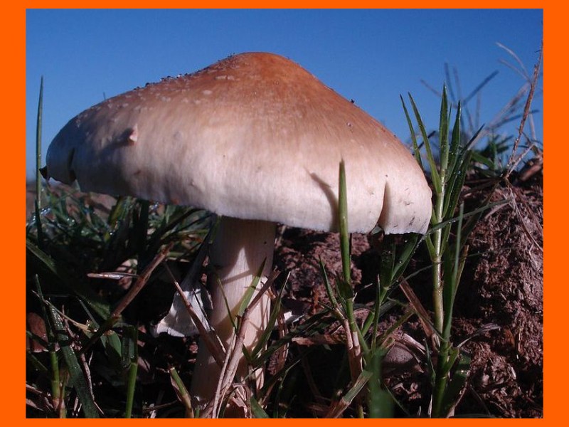 Substance enthéogène